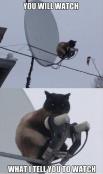Memes cat on roof tv dish