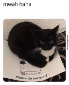 Memes cat sitting on photos being bad