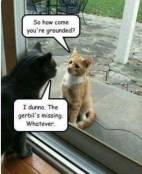 Naughty cat is grounded meme