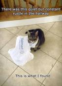 Naughty cats plastic bag meme