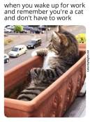 no work wholesome meme cats