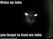 Scary cat glowing eyes in darkness meme