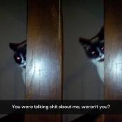 Scary cat meme