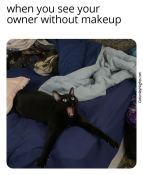 Shocked black cat meme
