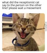 Silly jokes about cats