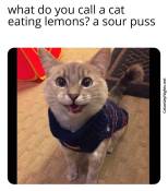 Silly jokes for cats