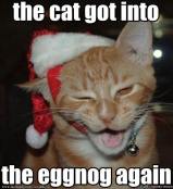 Sleepy cat in santa hat meme