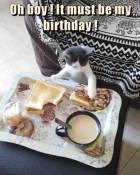 Smol kitten has dinner meme