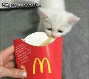 Smol white kitten steals chips meme