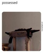 Spooky black cat memes glowing eyes