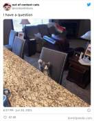 Very cute kitten meme