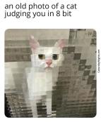 white cat judging meme funny