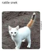 White kitty cat snek meme