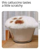 wholesome cat memes cute