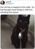 Cat brings home random items memes