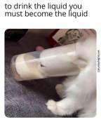 Cats are liquid meme funny