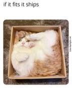 Cats are liquid memes in box funny