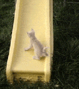 Cute kitten going on slide