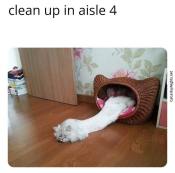 Funny cats are liquid meme