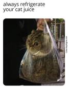 funny liquid cats in bag meme