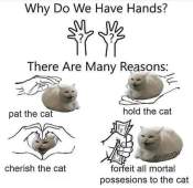 Hands are for the cats meme