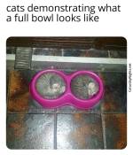 Kittens cute liquid meme