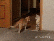 Lol cat getting excited gif