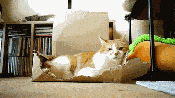 Lol naughty cat gif