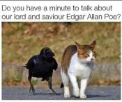 Magpie and cat hillarious captions meme