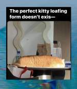 Meme of a cat funny captions ginger loaf