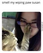 Cat being dirty booping paw funny meme