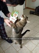 Cat gets a christmas present meme