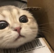 Cat has cute face