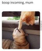 Cute ginger kitten boops its mum