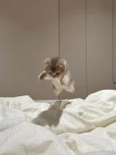 Cute kitten jumping on bed