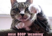 Cute nose boop incoming cat meme reaction