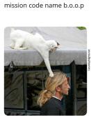 Funny cat booping an unsuspecting man meme