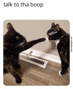 Funny cat booping another cat meme