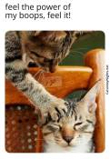 Funny cat boops another cats head meme