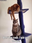 Funny cats surprise boop meme