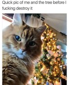 Funny christmas cat meme destroy tree