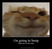 Funny face cat meme boop