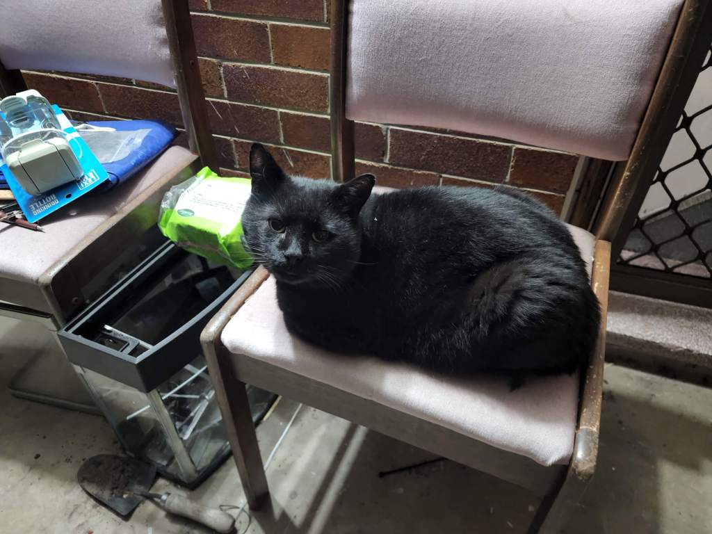 The very polite black void cat