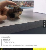 Very tiny kitten boop meme
