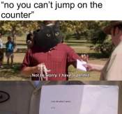 Cat jump on counter funny meme