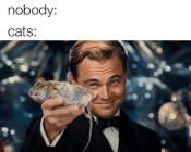 Cat nobody meme funny
