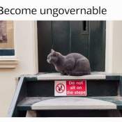 Cats in places they shouldn't be meme