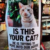 Cute and funny meme cat trying to move in