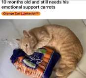 Cute cat needs carrots meme