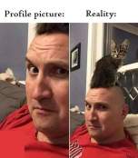 Expectations vs reality meme kitten